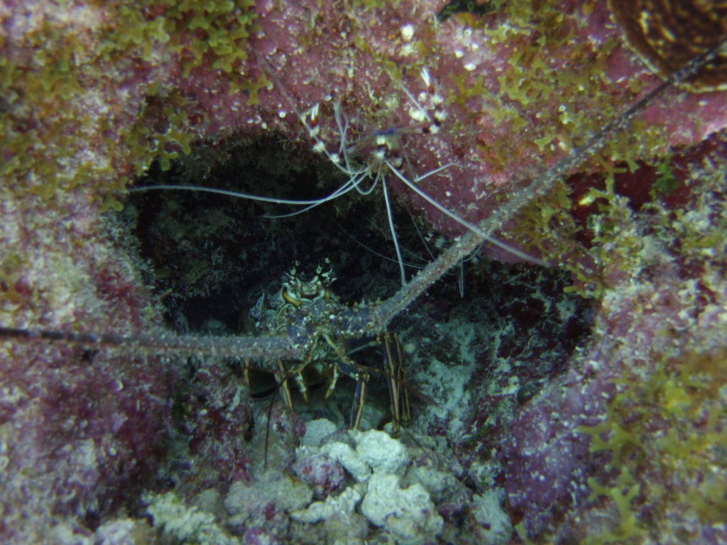 Spiny lobster and Banded shrimp sharing a hole on Molasses reef